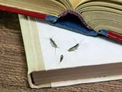 Soluciones Efectivas para Erradicar Pececillos de Plata en el Hogar y Jardín