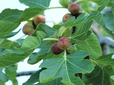 El Bosque de Las Higueras: Armonía Natural y Melódica