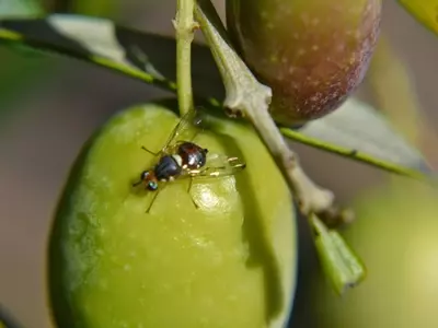 La Mosca del Olivo: Identificación, Daños y Estrategias de Control para Proteger su Cultivo
