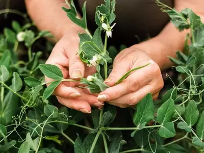 Plantas Aromáticas: Repelentes Naturales y Adornos del Hogar