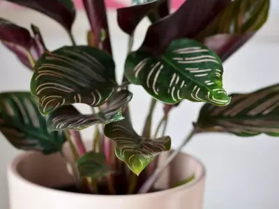 Guía Definitiva para el Cultivo y Cuidado de la Calathea Ungu