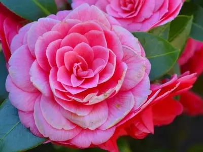 La Ruta de la Camelia: Un Impulso Floral al Turismo Gallego