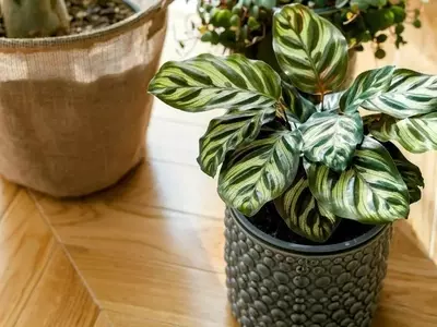 Calathea: La Joya Tropical que Transforma tu Hogar en un Oasis Urbano