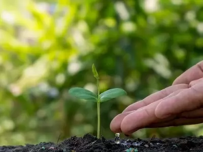 Secretos para un cuidado óptimo de tus plantas de interior