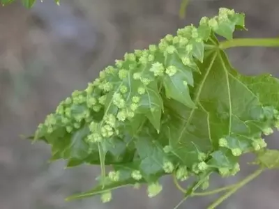 La Filoxera de la Vid: Una Amenaza Persistente y Estrategias de Control