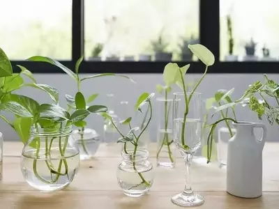 Descubriendo el Potencial de Residuos Orgánicos para una Jardinería Sostenible