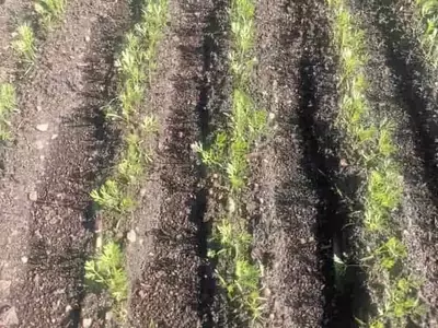 Cosecha Óptima de Zanahorias y Remolachas: Guía Completa para el Cultivador
