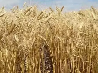 El Silicio: Un Elemento Clave para la Optimización del Cultivo de Trigo Orgánico
