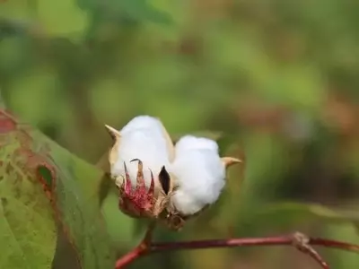 Innovación Agrícola: El Biocarbón Transforma la Producción de Algodón