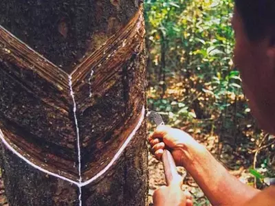 Un Nuevo Amanecer para la Amazonía: Hacia una Economía Regenerativa y Justa