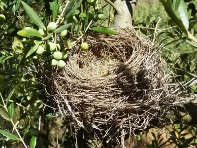 La Diversidad Vegetal: Pilar para la Sostenibilidad y Productividad del Olivar Mediterráneo