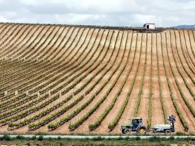 La Vendimia en Verde: Clave para la Sostenibilidad y Calidad Vitivinícola Española