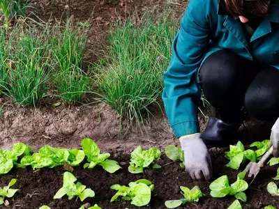 Cultivo Ecológico en Cataluña: Guía Completa de Normativas y Ventajas
