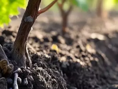 Revolución de la IA para la Protección del Suelo Europeo