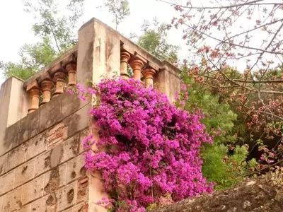 La Santa Rita: Un Encanto Floral para tu Hogar