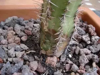 Cuidado Esencial para Cactus y Suculentas: Prevención de Enfermedades