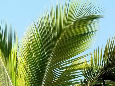 Las Palmeras Más Exóticas y Resistentes para Tu Jardín