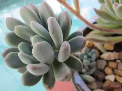 La Pachyphytum bracteosum: Una Joya Suculenta para tu Hogar