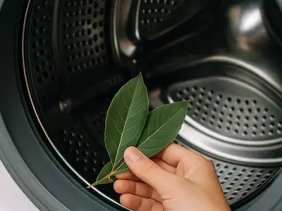 Descubriendo los Usos Versátiles del Laurel en el Hogar y la Limpieza