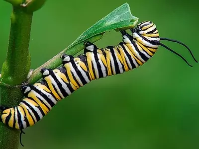 Control y Prevención de Plagas Comunes en Plantas