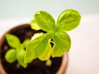 Maceta o Suelo: ¿Dónde Prosperan Mejor tus Plantas? Un Análisis Detallado