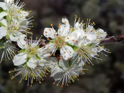 Secretos Fascinantes del Ciruelo: Un Árbol Versátil y Sorprendente