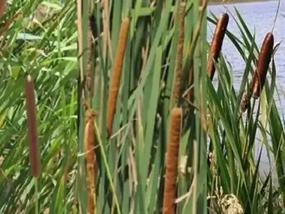 La Espadaña: Guía Completa de Cultivo, Usos y Manejo Ecológico