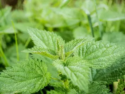 Protección Natural para tu Huerto: Guía Completa de Insecticidas Ecológicos