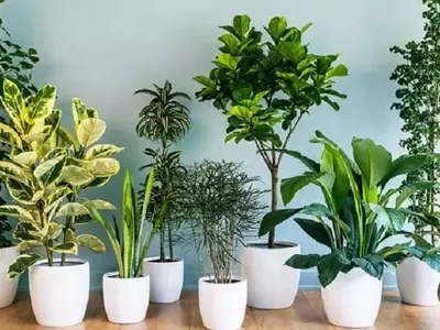 Guía Definitiva para Mantener el Verdoy Vigor en tus Plantas Domésticas