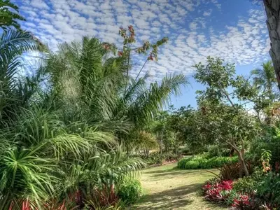 Descubre las Palmas Más Robustas para un Jardín Exuberante