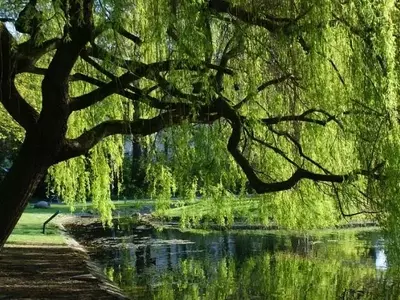 Descubriendo el Fascinante Reino Vegetal a Través del Cine Documental