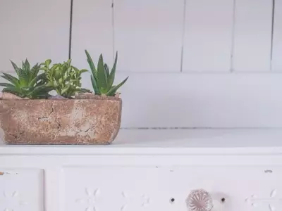 Guía Definitiva para el Cultivo Exitoso del Aloe Vera