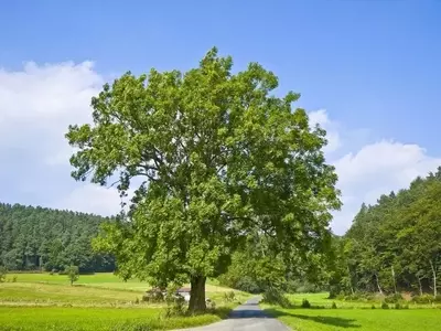 Descubriendo el Fresno: Un Árbol con Múltiples Virtudes