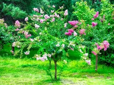 Descubriendo el Lagerstroemia Indica: Un Árbol Ornamental Versátil para tu Jardín