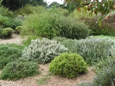 Arbustos Resilientes: Una Guía para Jardines con Escasez Hídrica