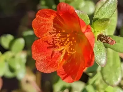 La Verdolaga: Tesoro Oculto del Jardín y la Cocina