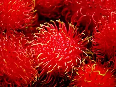 Descubriendo Frutas Tropicales Exóticas para Cultivar en Casa