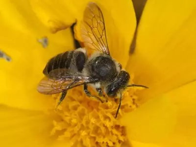 La Abeja Cortadora de Hojas: Un Polinizador Esencial en el Jardín