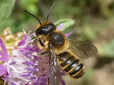 La Abeja Cortadora de Hojas: Un Polinizador Esencial en tu Jardín