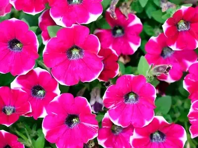 Transforma Tu Jardín con Plantas de Sombra Exuberantes