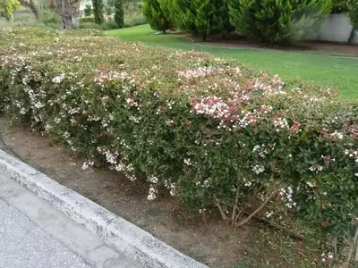 Descubriendo la Abelia floribunda: Un Arbusto Versátil para un Jardín Vibrante