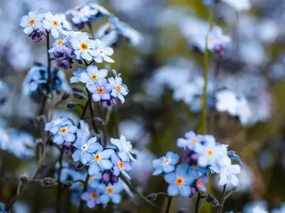 Guía Definitiva para Jardines Radiantes: Flores Resistentes para Cualquier Clima y Espacio