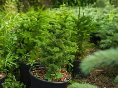 Picea Abies: El Pino Rojo en Jardines Rústicos