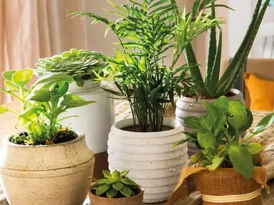 Plantas de Interior para Espacios con Poca Luz: Guía Completa