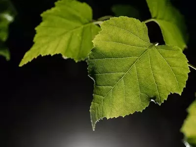 El Abedul: Un Árbol Multifacético para la Salud y la Belleza