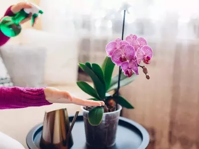 Orquídeas: Elegancia y Diversidad Floral para Embellecer tu Hogar