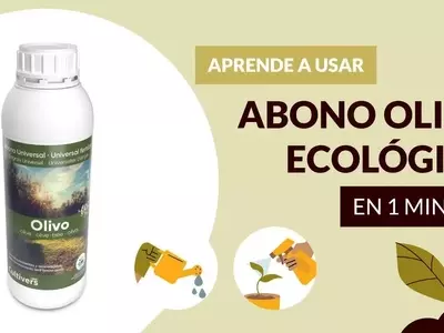 Optimización del Cultivo del Olivo: Estrategias de Nutrición Esencial