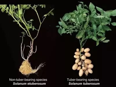 El Misterioso Origen de la Papa Moderna: Un Cruce Ancestral con Tomates Revelado