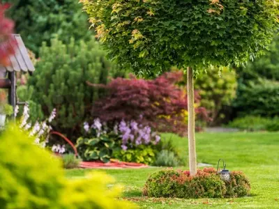 Árboles Ideales para Jardines Pequeños: Embellezca su Espacio con Sabiduría