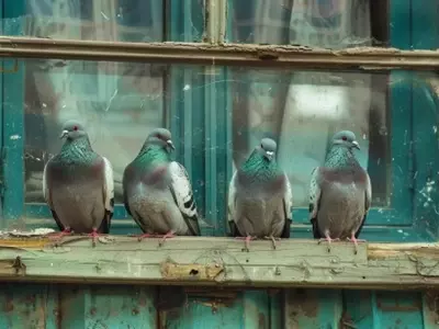 Soluciones Eficaces para el Control de Palomas en Espacios Exteriores
